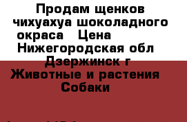 Продам щенков чихуахуа шоколадного окраса › Цена ­ 25 000 - Нижегородская обл., Дзержинск г. Животные и растения » Собаки   